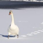 酷游ku体育:探索全新体育体验,享受极致运动乐趣 d5fil5k8wm