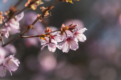 菠菜导航评级对玩家选择平台的重要性与影响 菠菜导航评级对玩家选择平台的重要性与影响