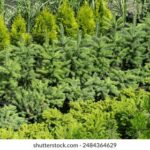 12555开奖日期公布,最新结果查询时间一览 5h0rez