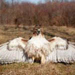 123最快开奖记录最新实时更新与历史数据查询 d4920c2g5p