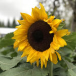 128开奖结果震撼揭晓,幸运号码花落谁家? qyhz6